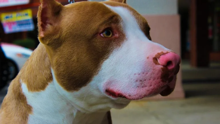 Polícia investiga como homicídio morte de bebê após ataque de pitbull
