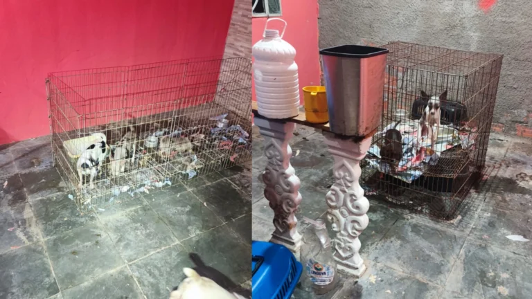 Doze cães são encontrados em canil clandestino na zona Oeste de São Paulo