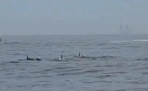 Grupo de golfinhos é visto em Ipanema no RJ