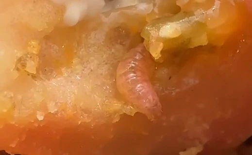 Turista encontra larva em lanche do McDonald’s em SP; vídeo viraliza