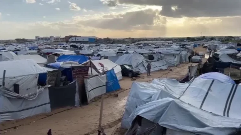 Durante infestação, ratos mordem crianças e espalham doenças em Gaza