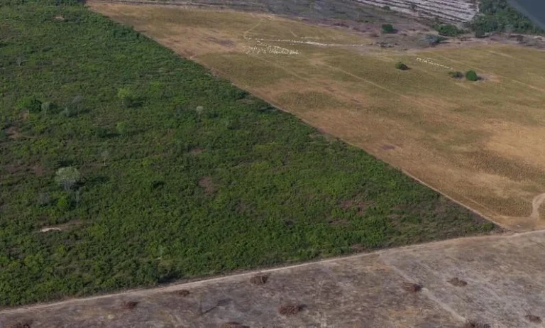 Amazônia registra queda de 17% no desmatamento no 1° trimestre de 2026