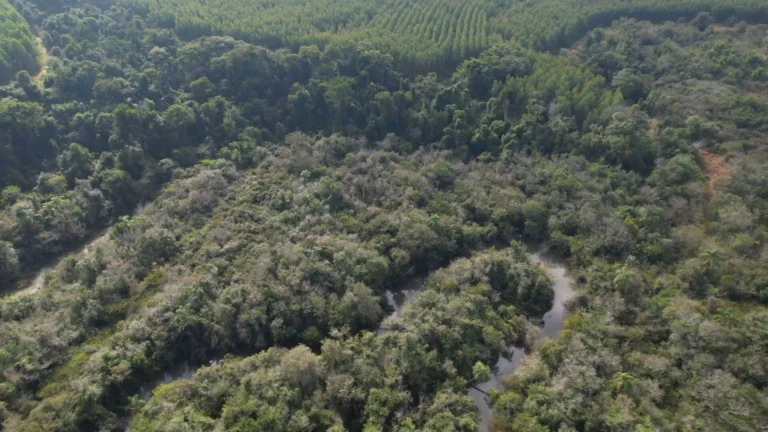 Desmatamento na Mata Atlântica cai 40% e bioma atinge marca histórica