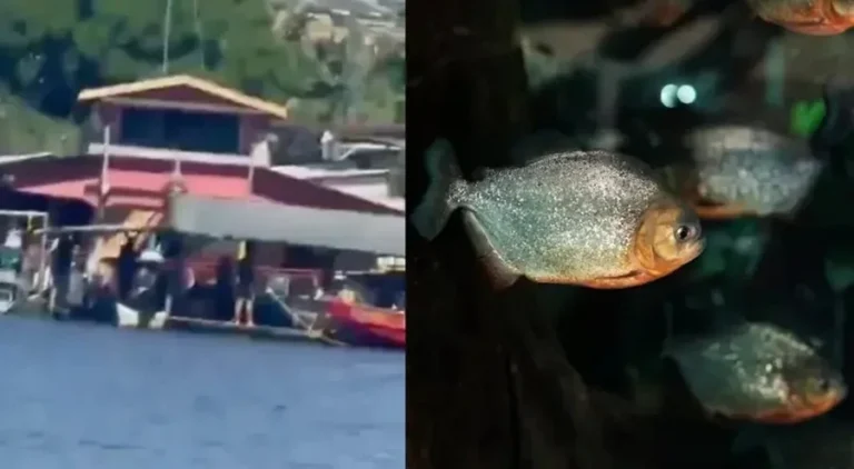 Homem é devorado por piranhas após se afogar em rio no Dia das Mães
