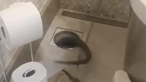 Silvia Abravanel reencontra cobra de estimação em casa após meses de sumiço