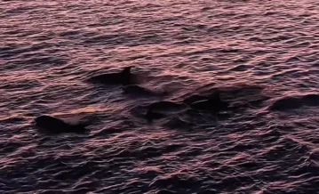 Mais de 30 golfinhos encantam turistas em Arraial do Cabo