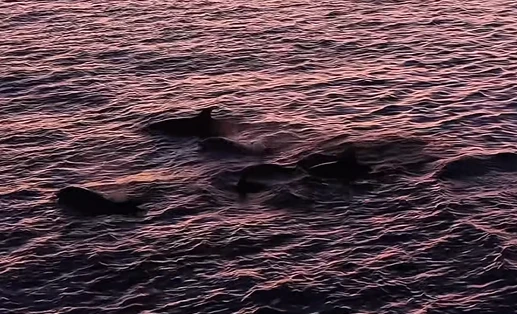 Mais de 30 golfinhos encantam turistas em Arraial do Cabo