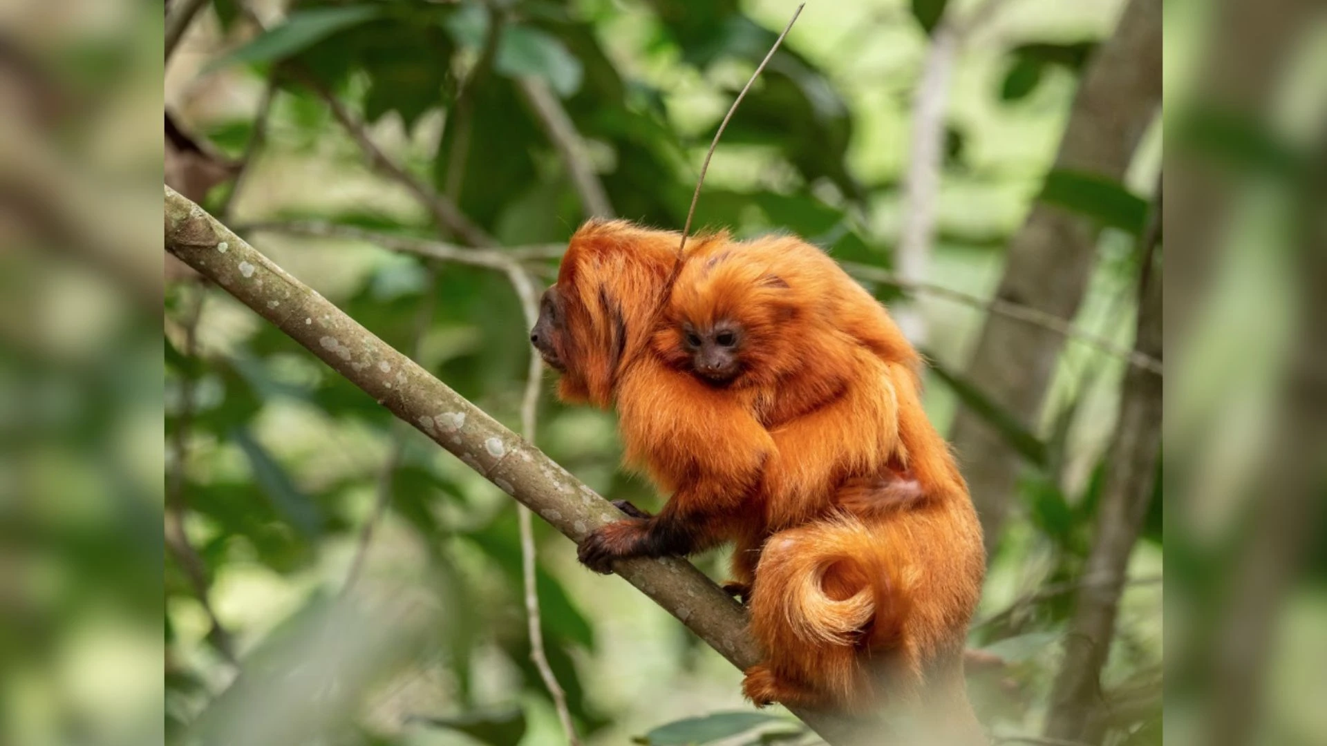 Brasil recebe 1º 'Área de Patrimônio da Vida Selvagem' terrestre do mundo