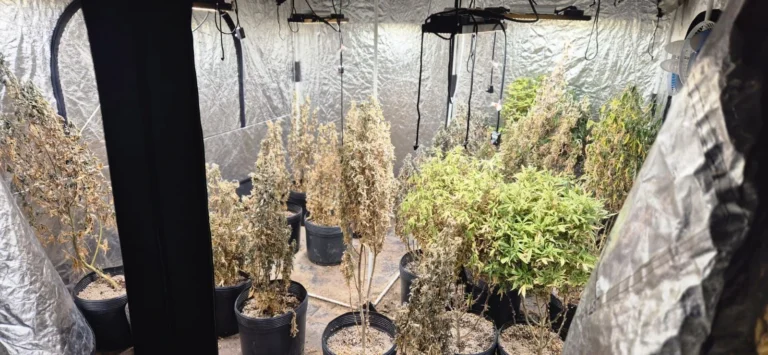Polícia fecha laboratório clandestino de maconha na Baixada Fluminense