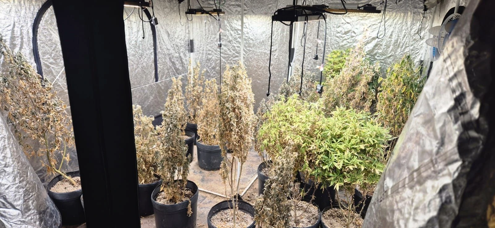Polícia fecha laboratório clandestino de maconha na Baixada Fluminense