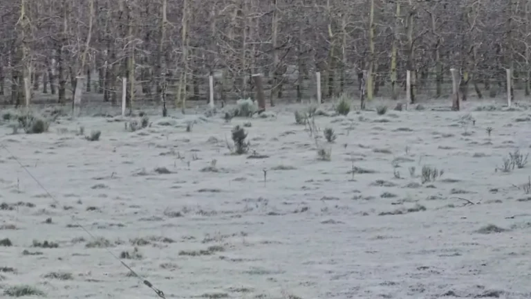 Frio intenso provoca geada e temperatura de -7,7°C em Santa Catarina; veja