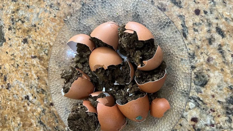 ‘Omelete de maconha’: visitante tenta entrar com ovos recheados de droga no presídio na PB