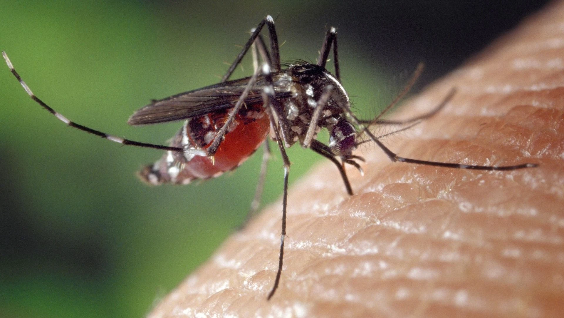 Pernambuco registra seis mortes por dengue em 2026